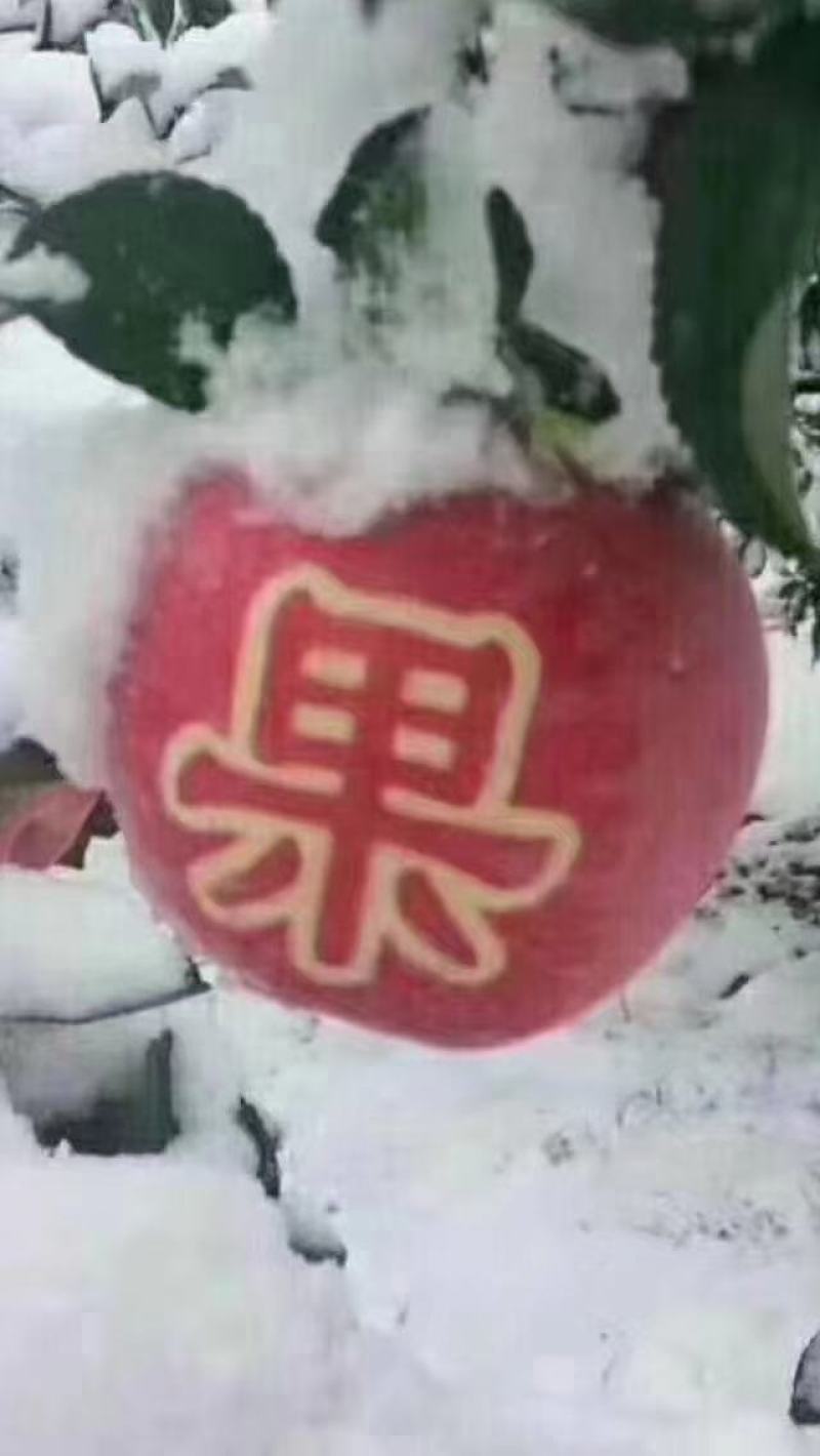 静宁苹果上市啦初雪️过后更有一般滋味送