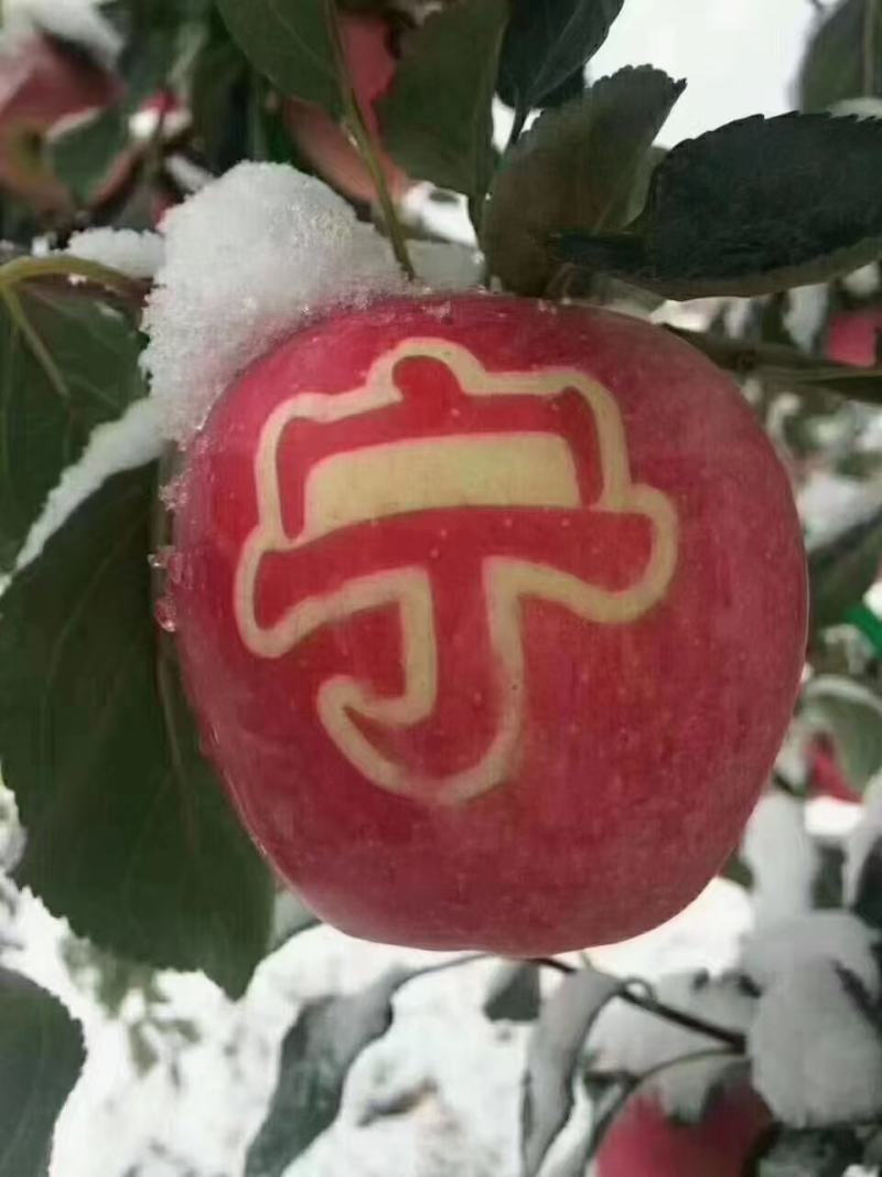 静宁苹果上市啦初雪️过后更有一般滋味送
