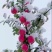 静宁苹果上市啦初雪️过后更有一般滋味送