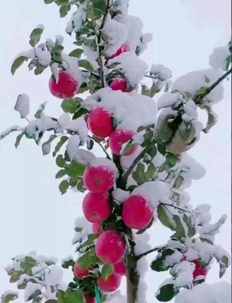 静宁苹果上市啦初雪️过后更有一般滋味送