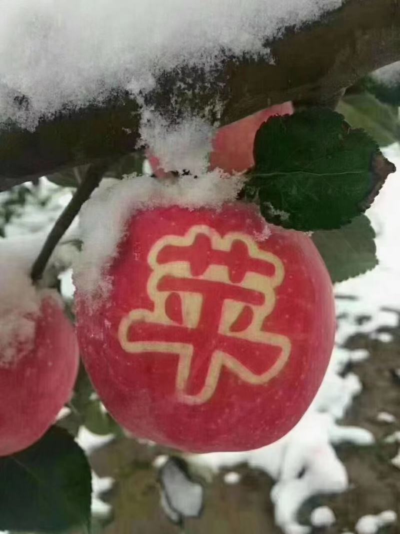 静宁苹果上市啦初雪️过后更有一般滋味送