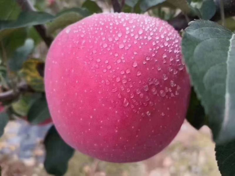 静宁苹果上市啦初雪️过后更有一般滋味送
