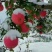 静宁苹果上市啦初雪️过后更有一般滋味送