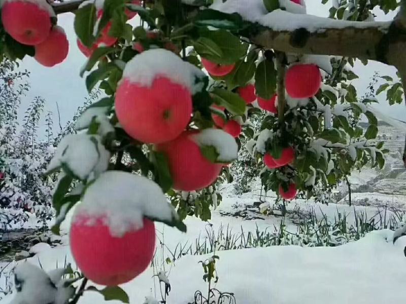 静宁苹果上市啦初雪️过后更有一般滋味送