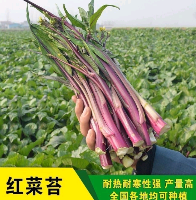 红菜苔高产优质种子