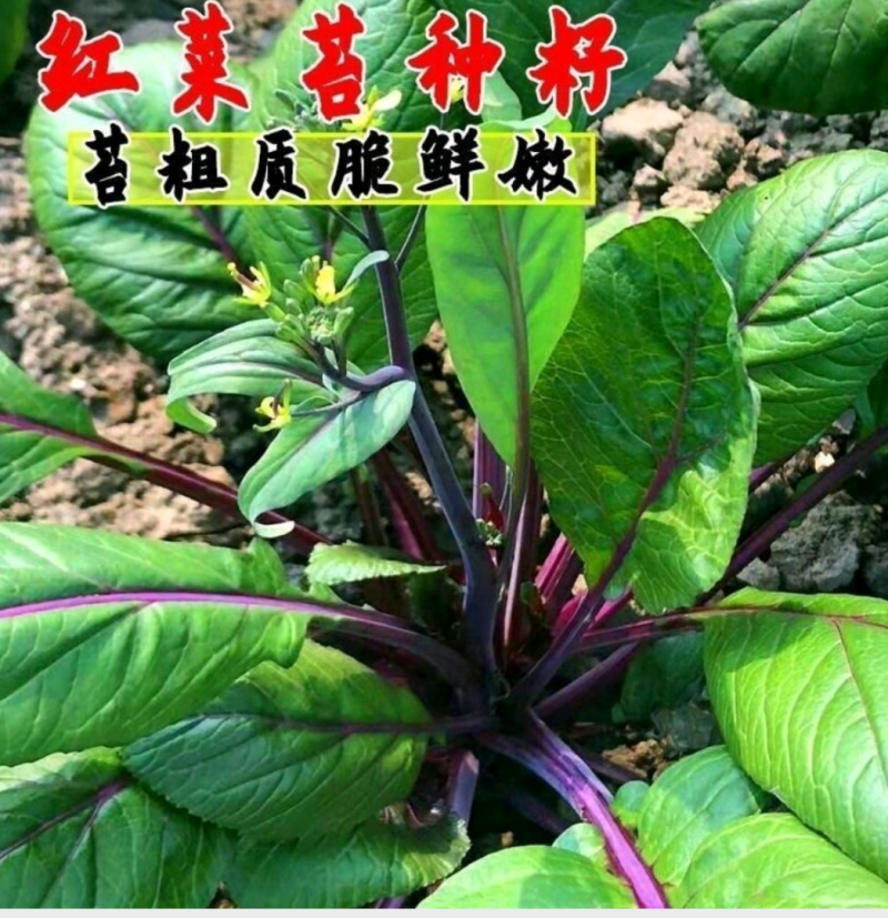 红菜苔高产优质种子