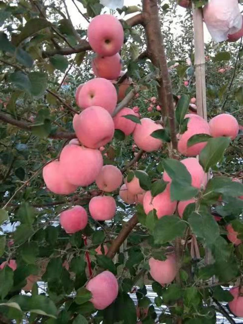 红富士苹果红富士苹果大量上市纸袋红富士苹果质量好