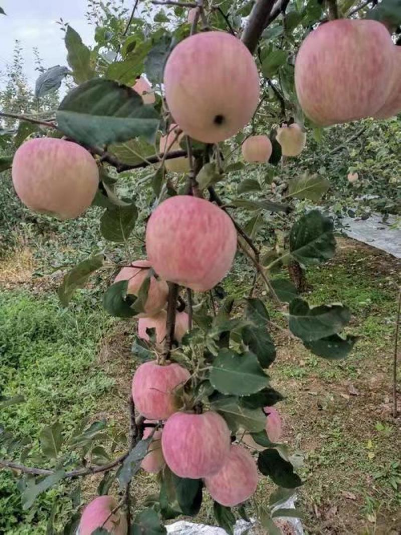 红富士苹果红富士苹果大量上市纸袋红富士苹果质量好