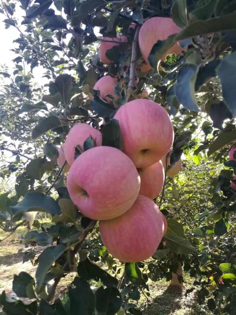 红富士苹果红富士苹果大量上市纸袋红富士苹果质量好