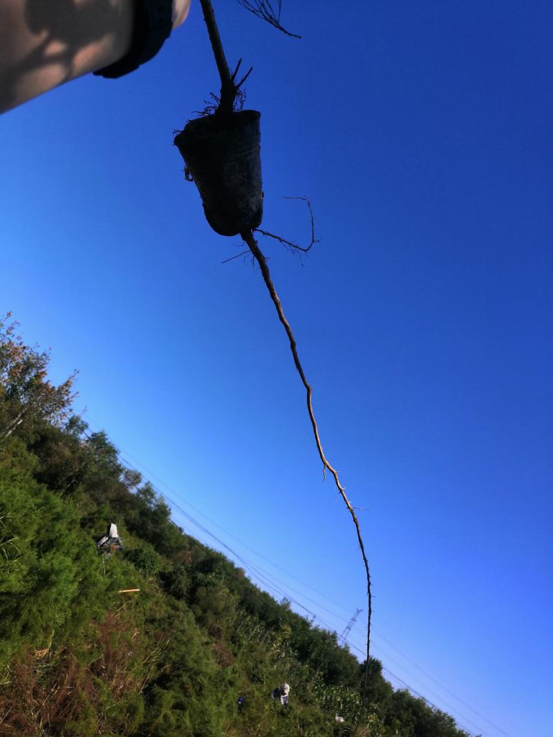红柳