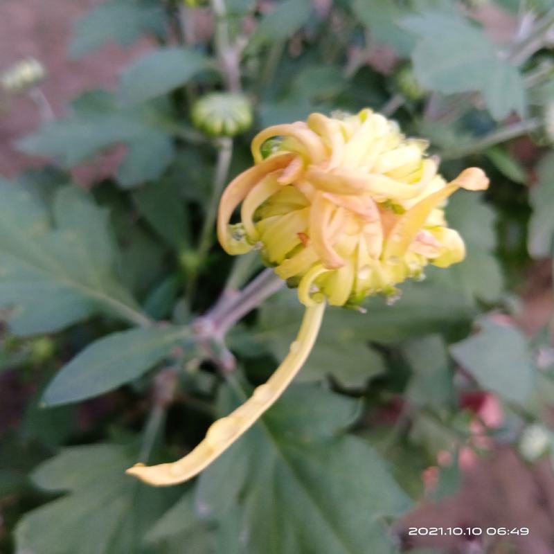 观赏菊花