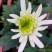 观赏菊花