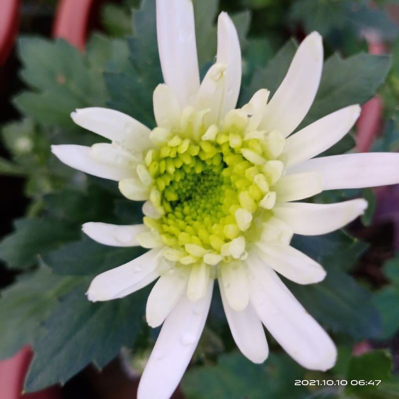 观赏菊花