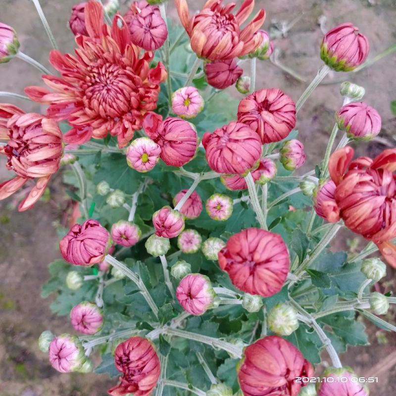 观赏菊花