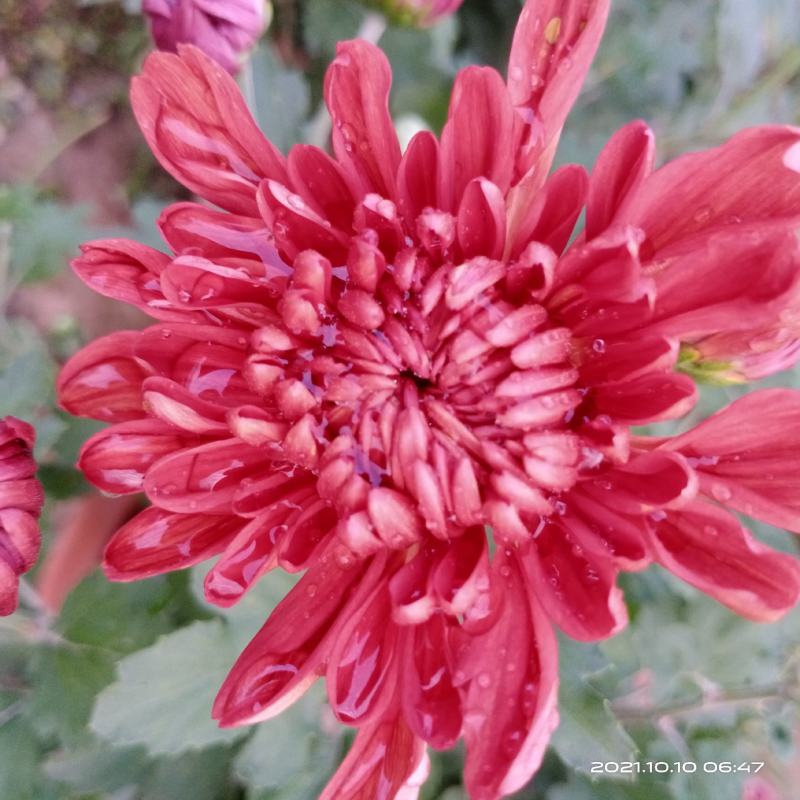观赏菊花