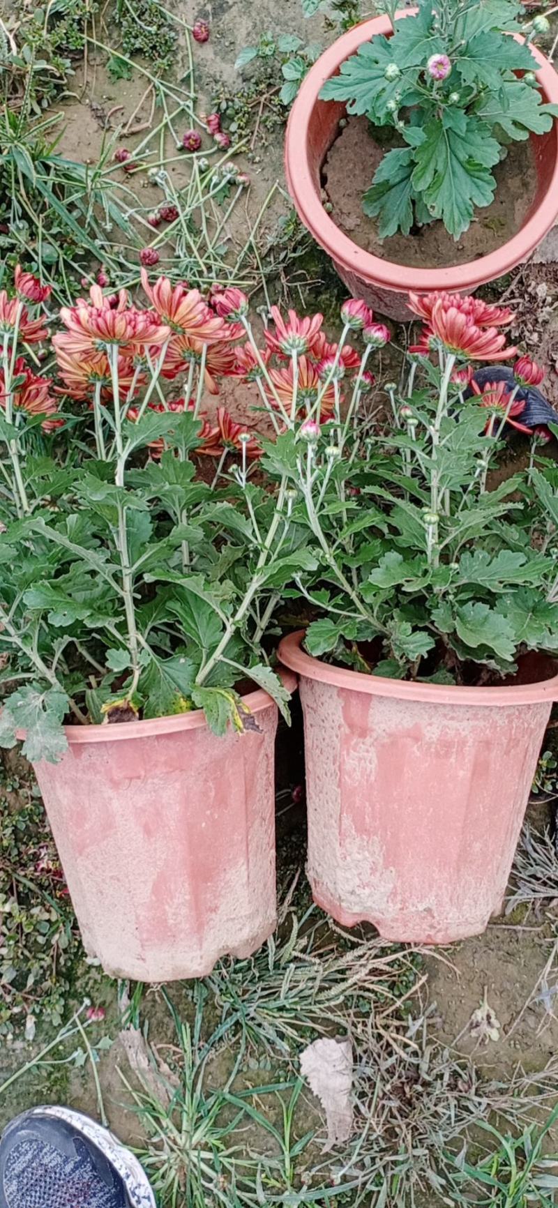 观赏菊花
