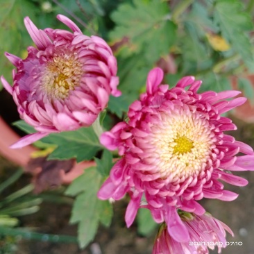 观赏菊花