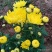 观赏菊花