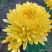 观赏菊花