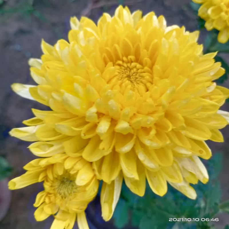 观赏菊花
