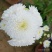 观赏菊花