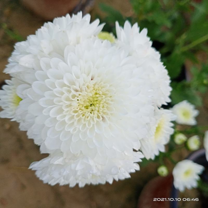 观赏菊花