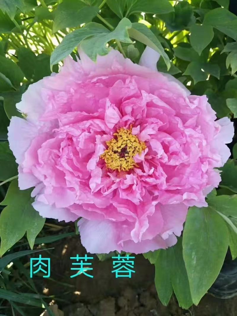 洛阳牡丹苗，观赏牡丹3年嫁接苗，千层大花朵！三到五个花枝