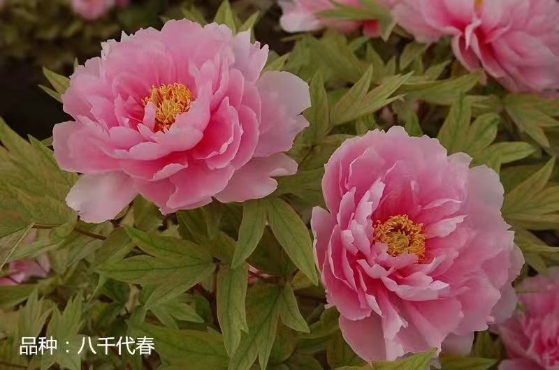 洛阳牡丹苗，观赏牡丹3年嫁接苗，千层大花朵！三到五个花枝