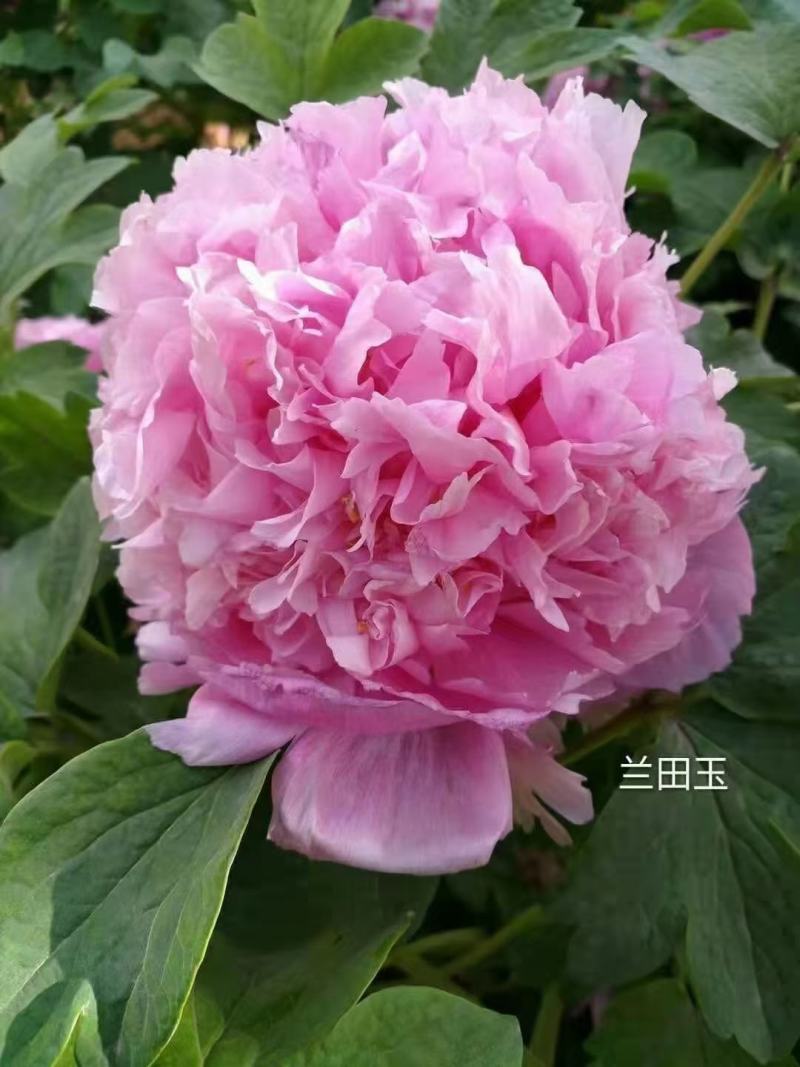 洛阳牡丹苗，观赏牡丹3年嫁接苗，千层大花朵！三到五个花枝