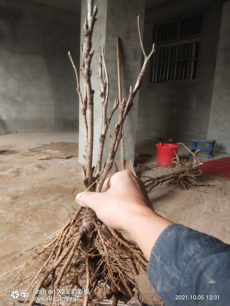 洛阳牡丹苗，观赏牡丹3年嫁接苗，千层大花朵！三到五个花枝