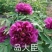 洛阳牡丹苗，观赏牡丹3年嫁接苗，千层大花朵！三到五个花枝