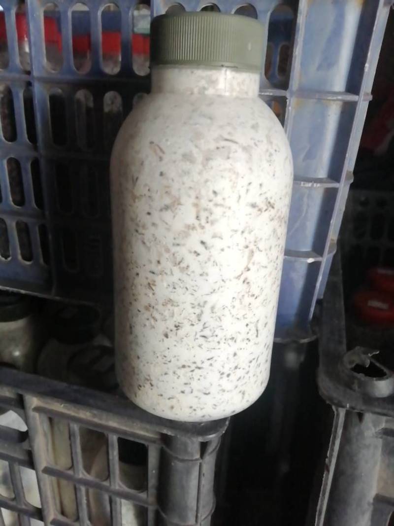 金针菇原种！二级种！棉籽壳培养基！800毫升塑料瓶装！