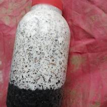 金针菇原种！二级种！棉籽壳培养基！800毫升塑料瓶装！