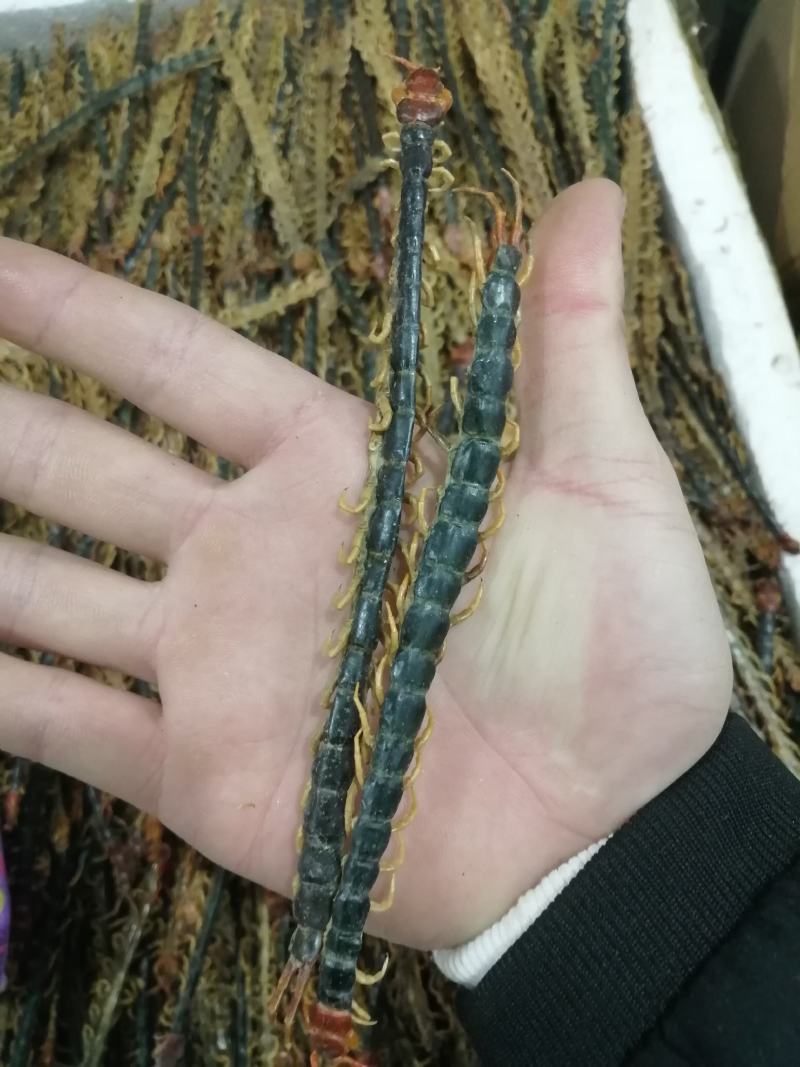 蜈蚣中药材蜈蚣野生无硫***经营各种规格中药材