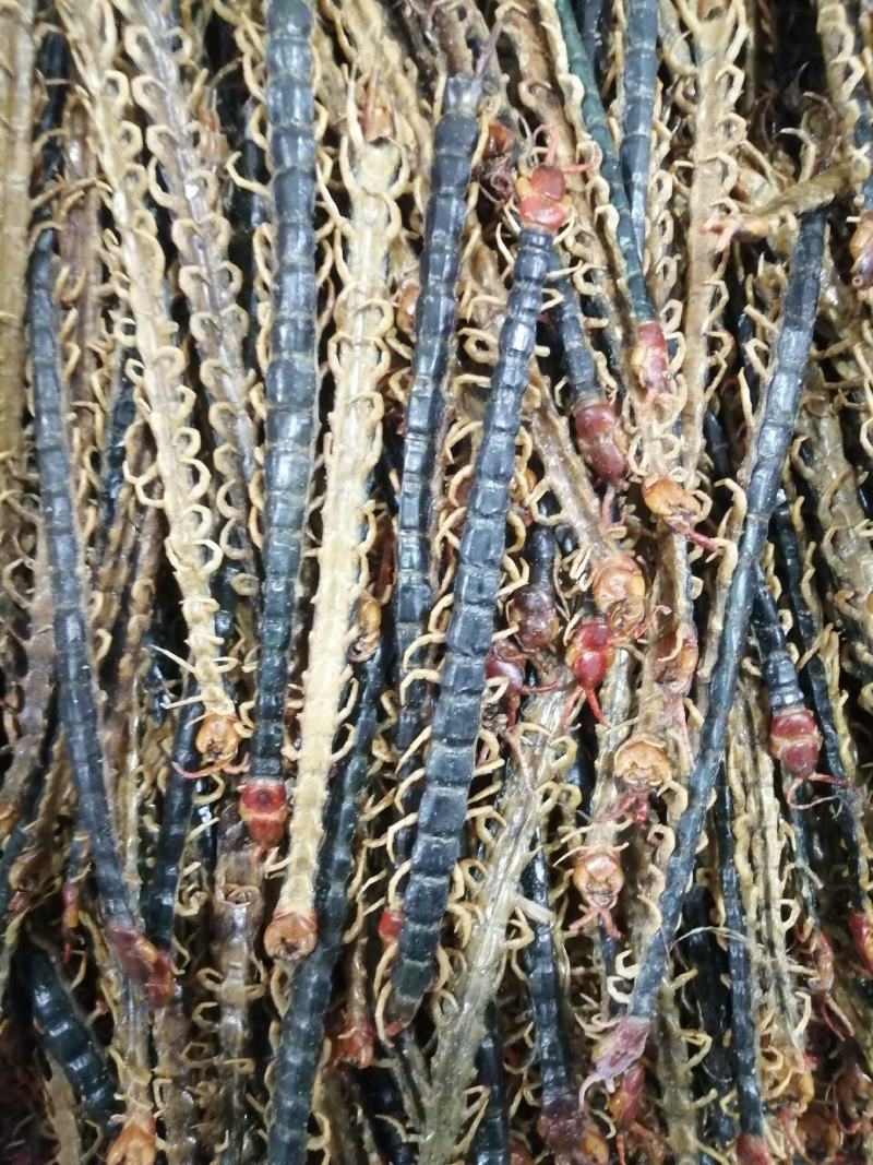 蜈蚣中药材蜈蚣野生无硫***经营各种规格中药材