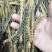 蜈蚣中药材蜈蚣野生无硫***经营各种规格中药材