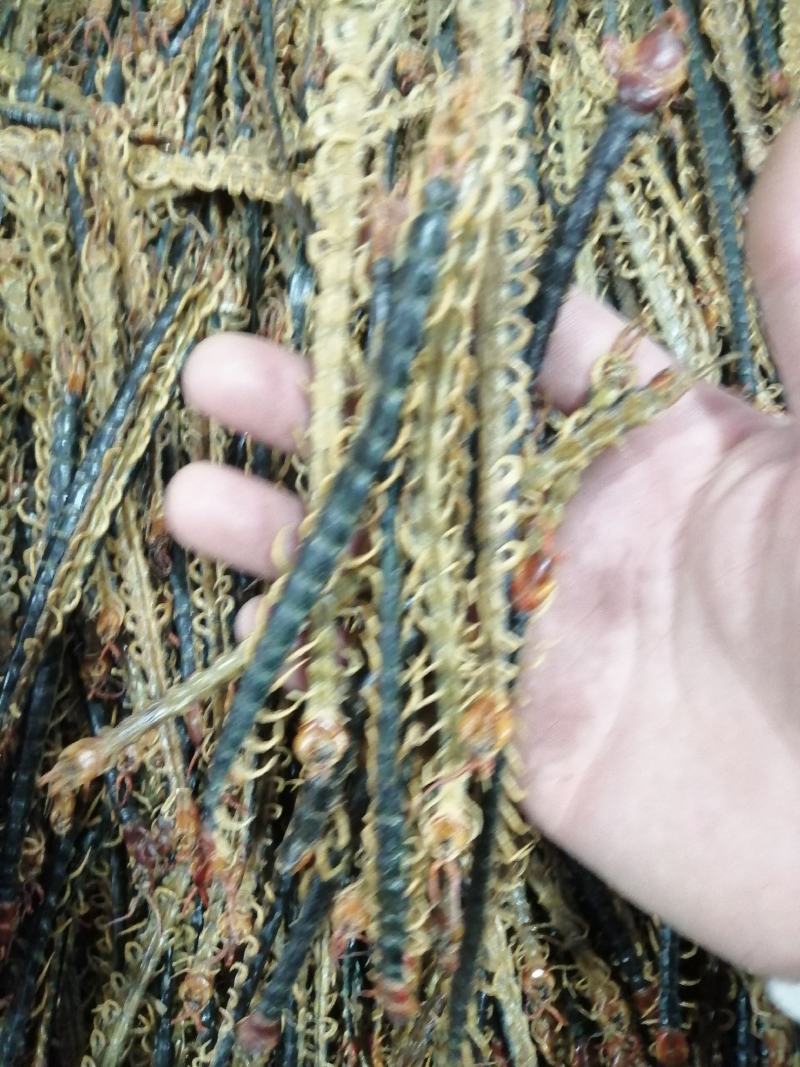 蜈蚣中药材蜈蚣野生无硫***经营各种规格中药材