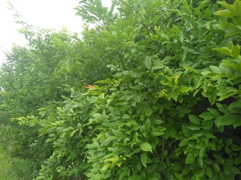 红豆树，红木家具专用珍贵树种优质木材基地直供