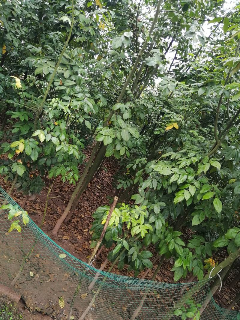红豆树，红木家具专用珍贵树种优质木材基地直供