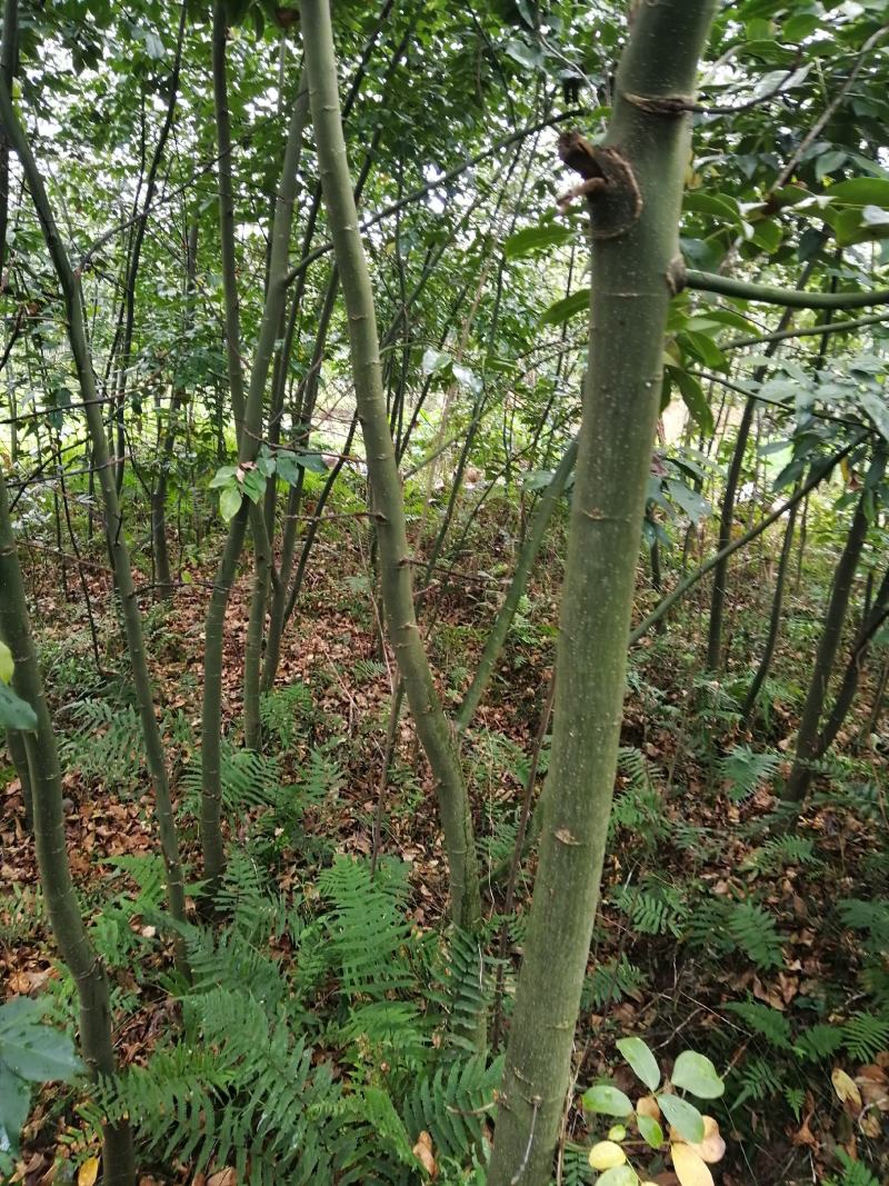 红豆树，红木家具专用珍贵树种优质木材基地直供