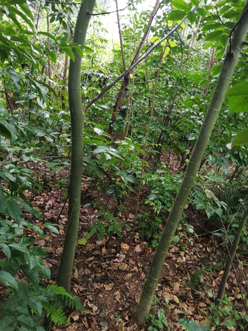 红豆树，红木家具专用珍贵树种优质木材基地直供