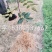 【精选大红袍花椒苗】陕西韩城花椒苗自家苗圃现挖现发