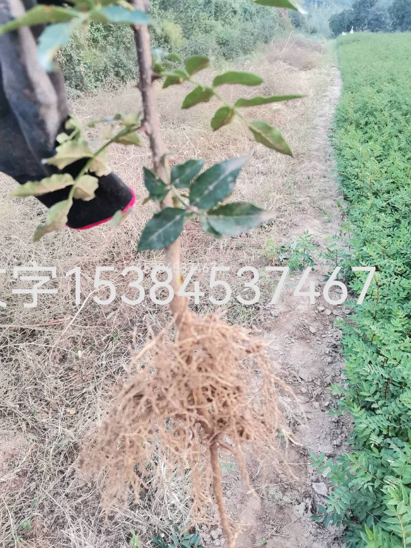 【精选大红袍花椒苗】陕西韩城花椒苗自家苗圃现挖现发