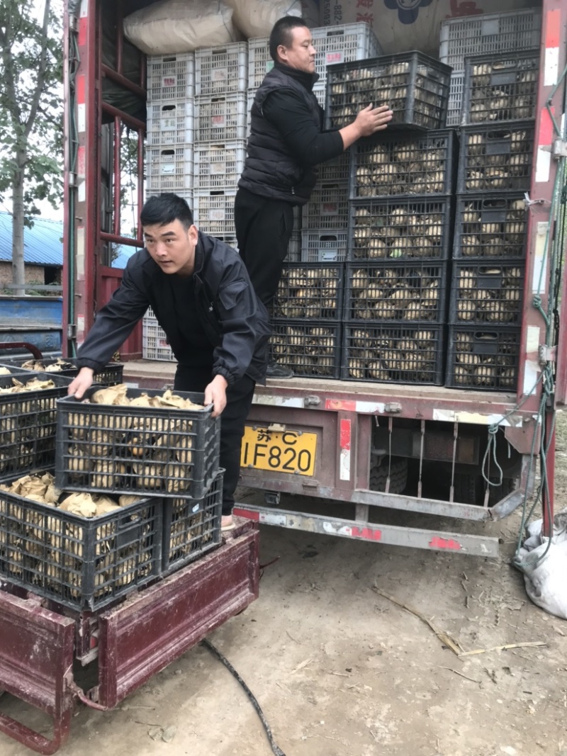 晚秋黄梨
