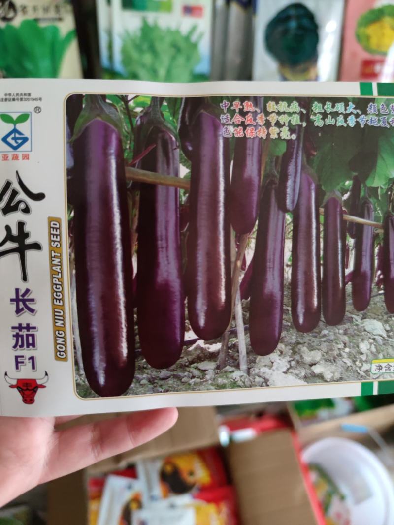 公牛长茄茄子种子，头尾均匀,深紫红色,表皮光亮1000粒