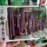 公牛长茄茄子种子，头尾均匀,深紫红色,表皮光亮1000粒