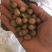 辽栋栎种子，新货，量大，品种纯正，价格可议