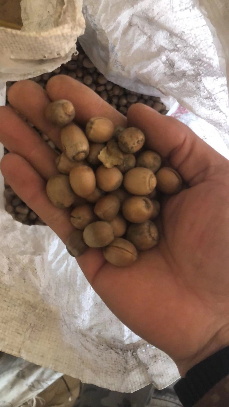 辽栋栎种子，新货，量大，品种纯正，价格可议