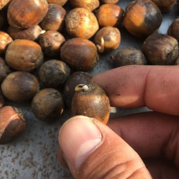 辽栋栎种子，新货，量大，品种纯正，价格可议