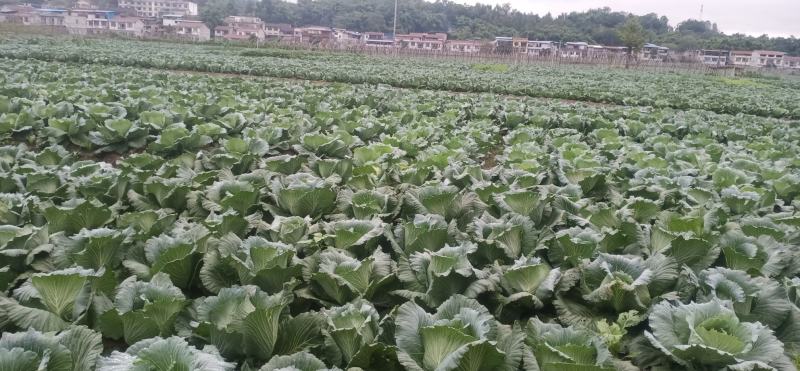 绿圆薄皮平包菜（脆莲花白)